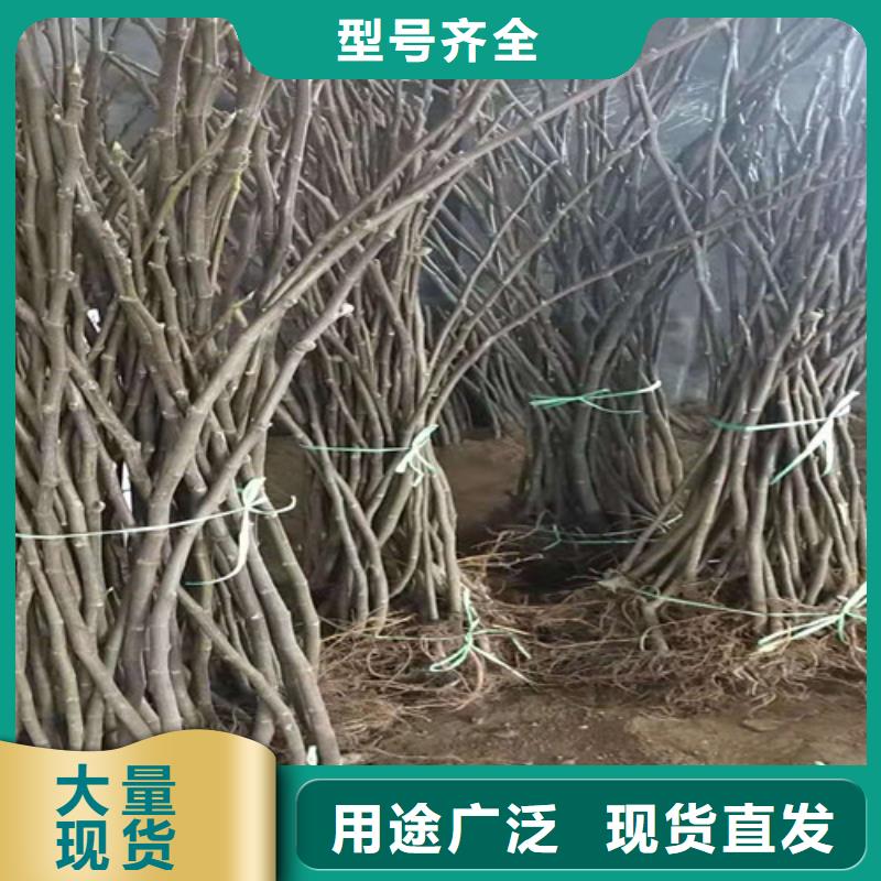 无花果,樱桃树苗质检严格