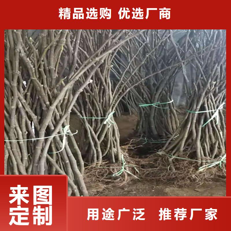 波姬红无花果树