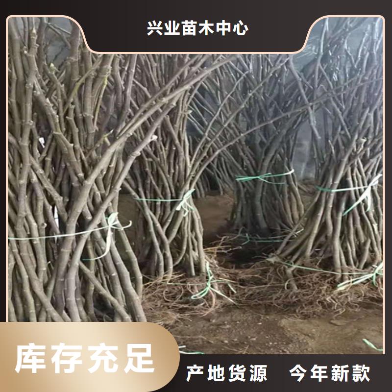 紫果无花果树苗