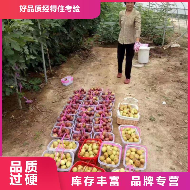 芭劳奈无花果树哪里的数量大