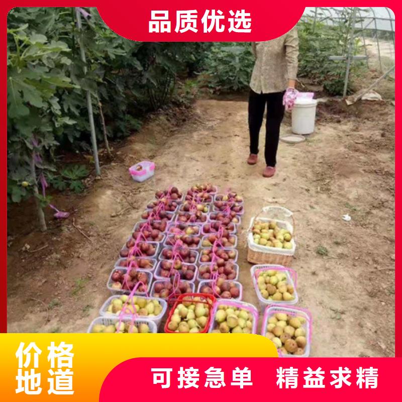 紫果无花果苗基地图片