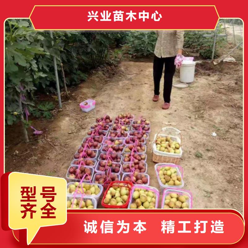 玛斯义陶芬无花果苗