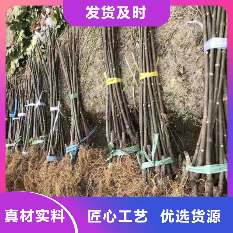 中农无花果树苗