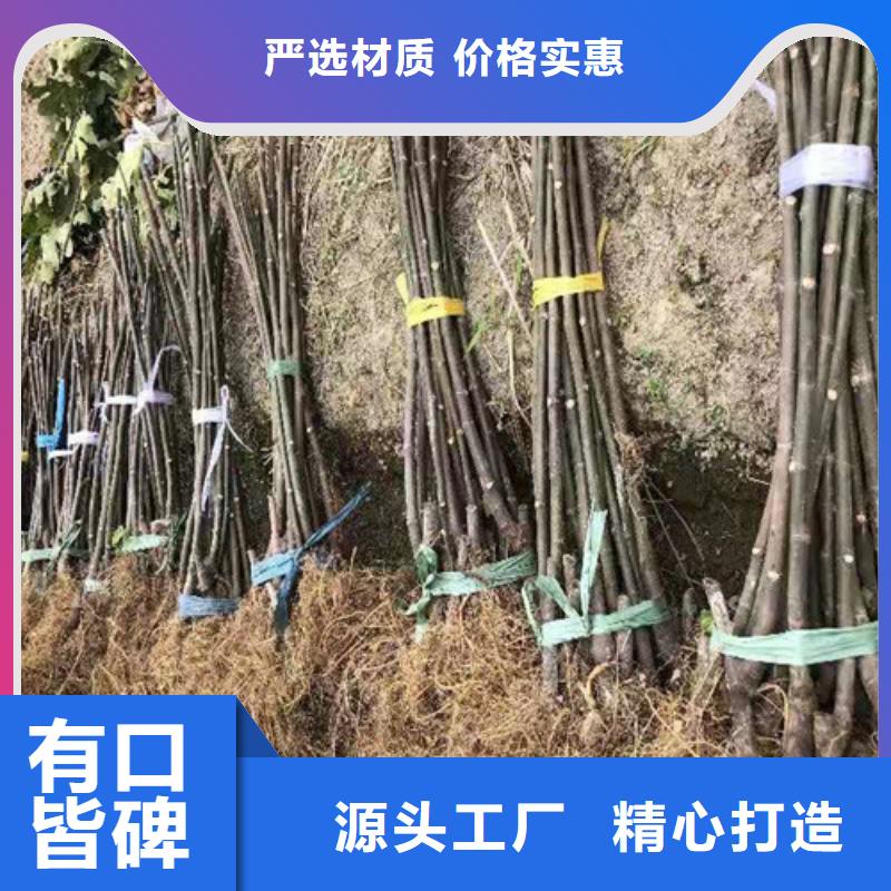 青皮无花果树苗品种