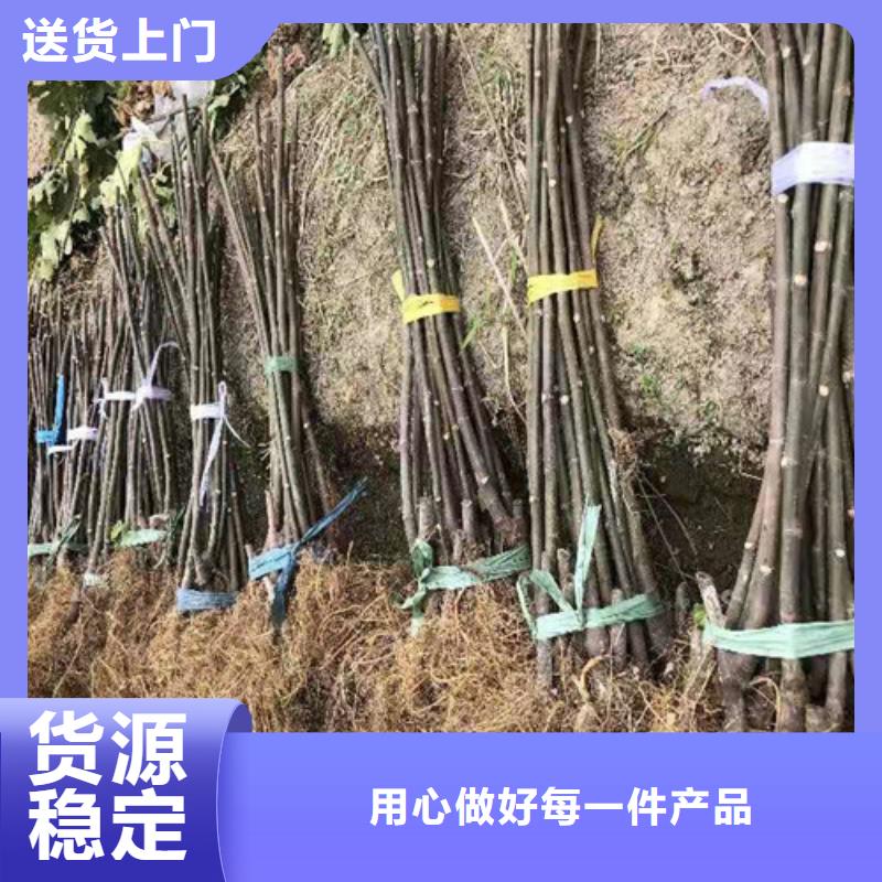 无花果,蓝莓苗实力厂商