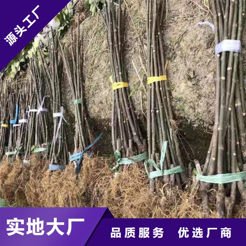 紫果无花果树苗