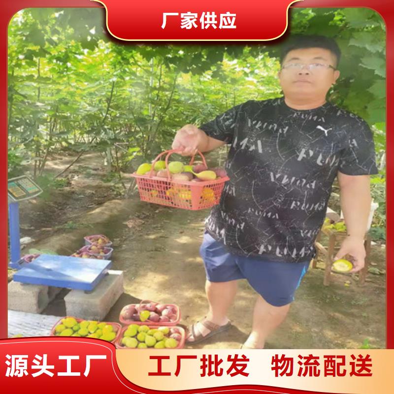 无花果_车厘子苗质量检测