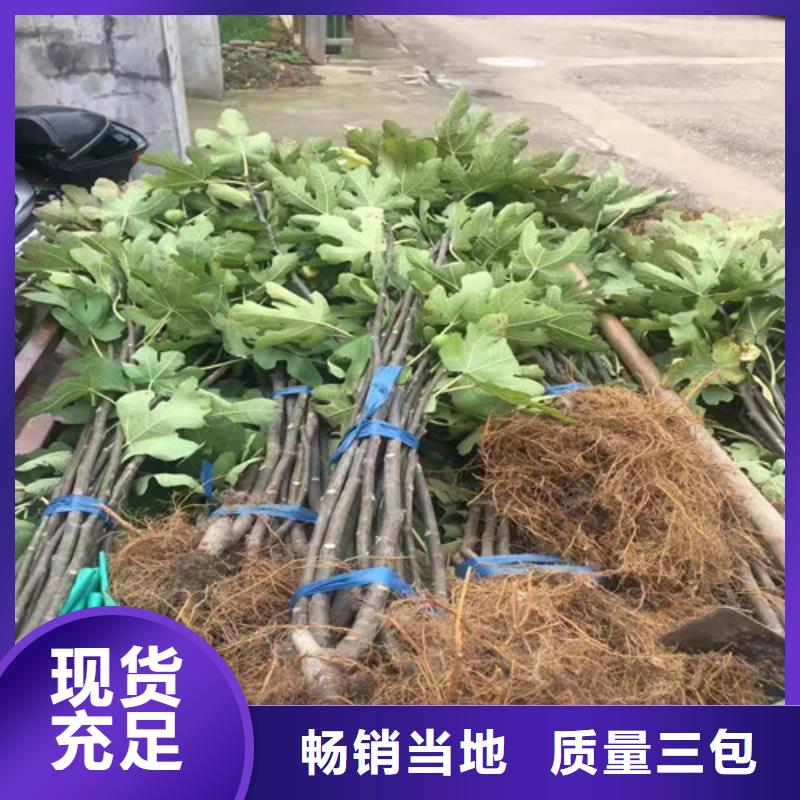 无花果核桃苗品质不将就