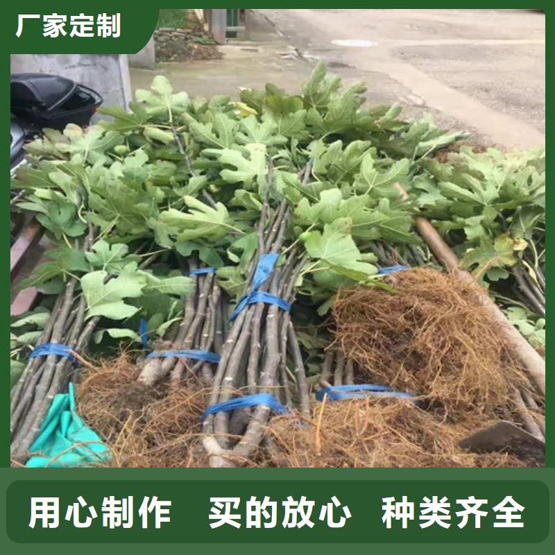 紫果无花果苗