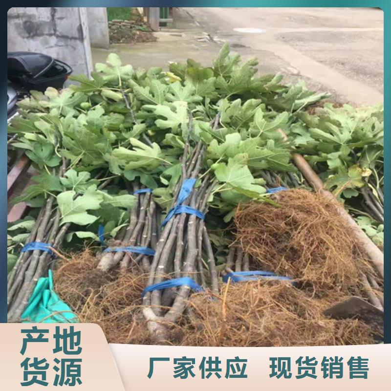 布兰瑞克无花果专业合作社