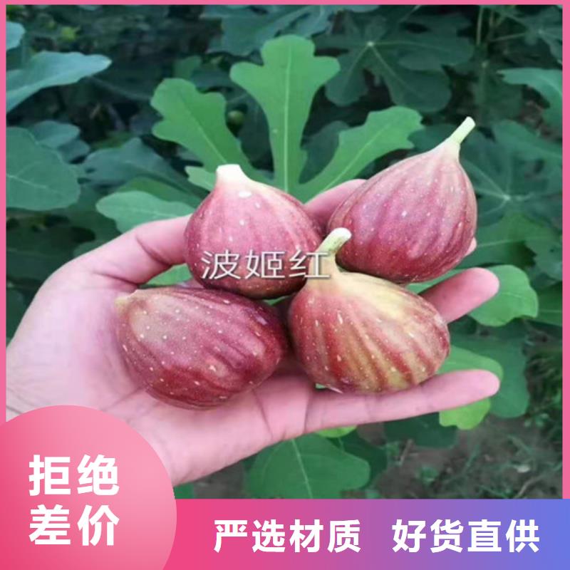 金傲芬无花果树种植时间