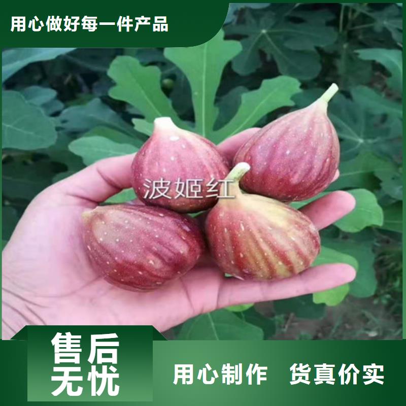 金傲芬无花果树种植时间