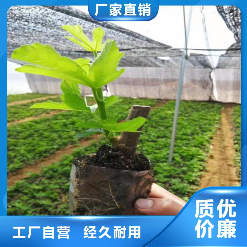 波姬红无花果种植方法及时间