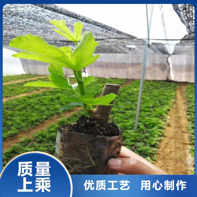 玛斯义陶芬无花果树新品种