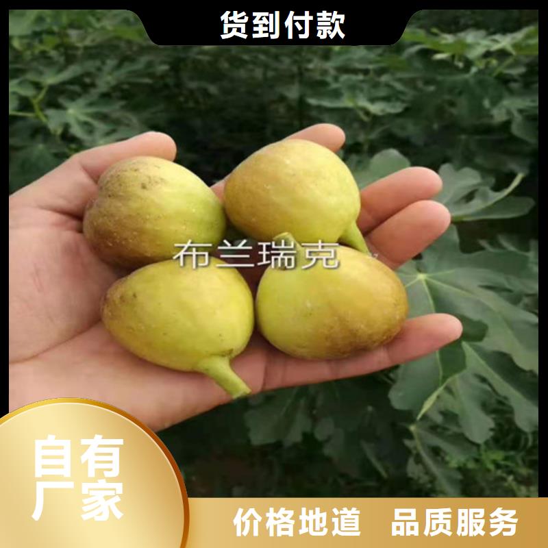 布兰瑞克无花果树