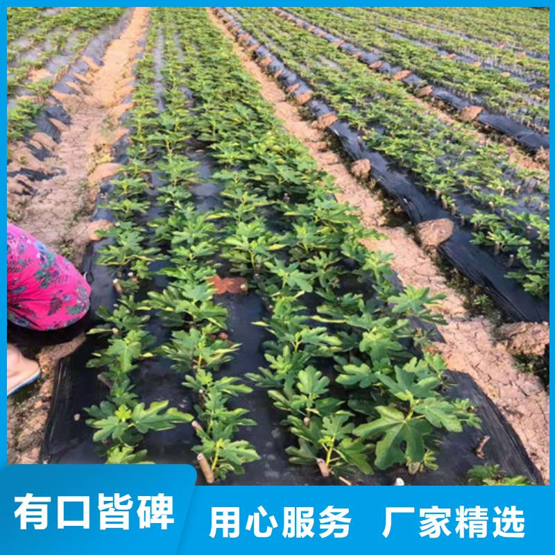 玛斯义陶芬无花果树苗