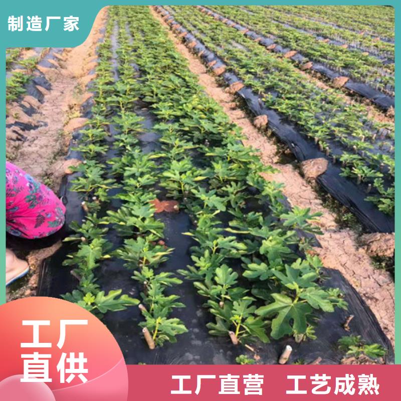 芭劳奈无花果树哪里的数量大