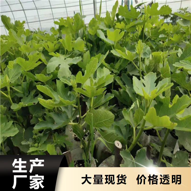 玛斯义陶芬无花果质优价廉