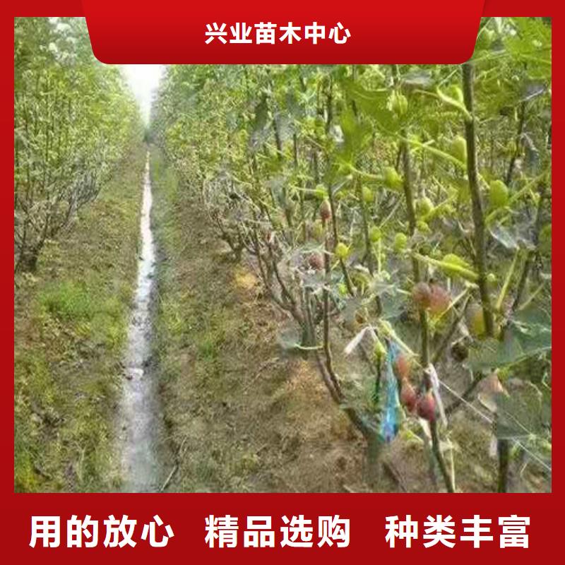 波姬红无花果苗