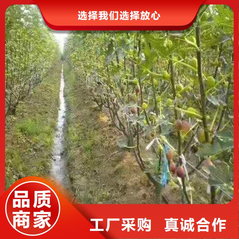 新疆早黄无花果树苗