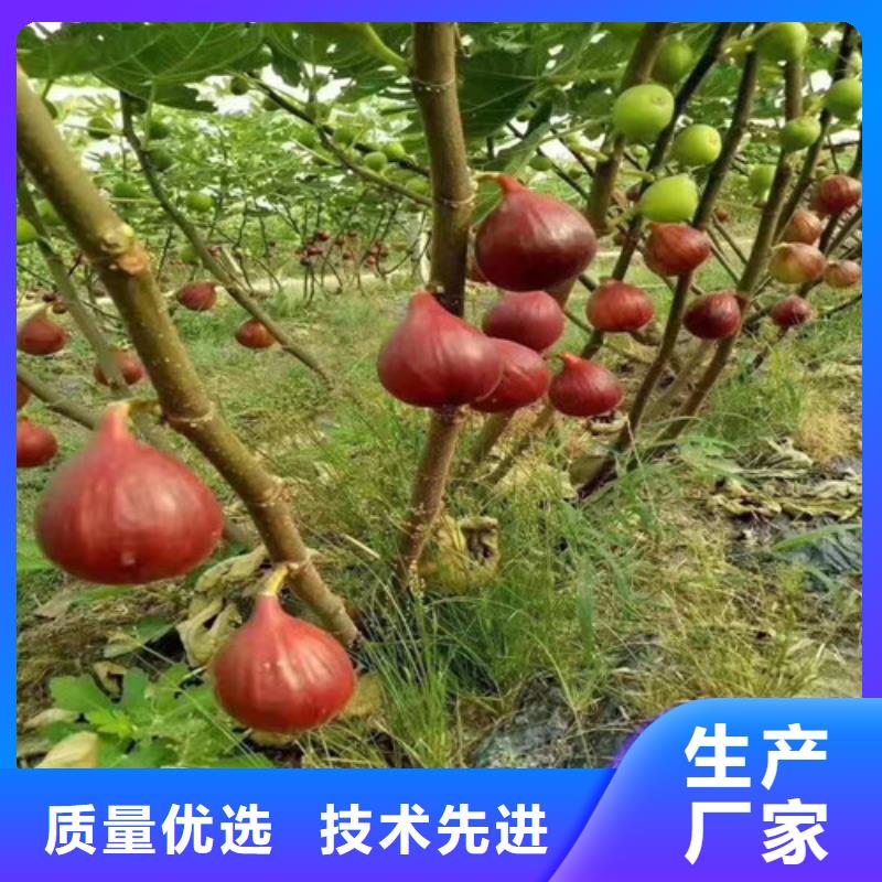 波姬红无花果树