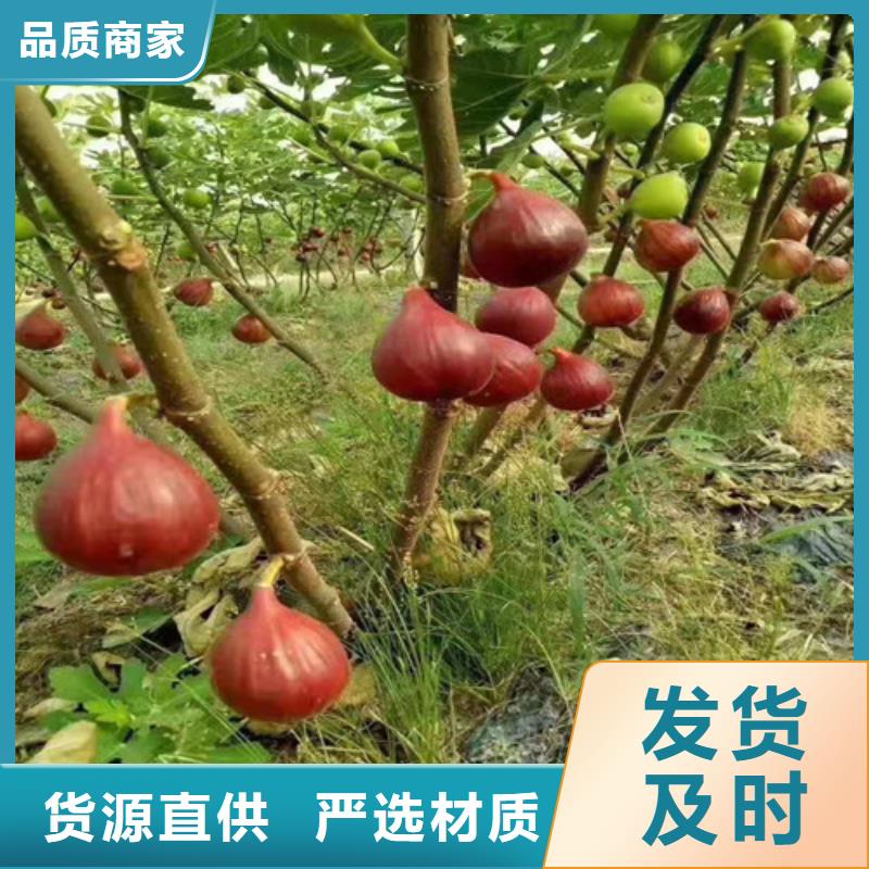 紫果无花果树