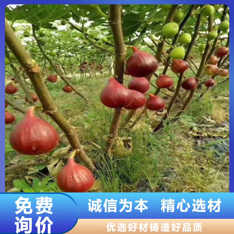 紫果无花果苗