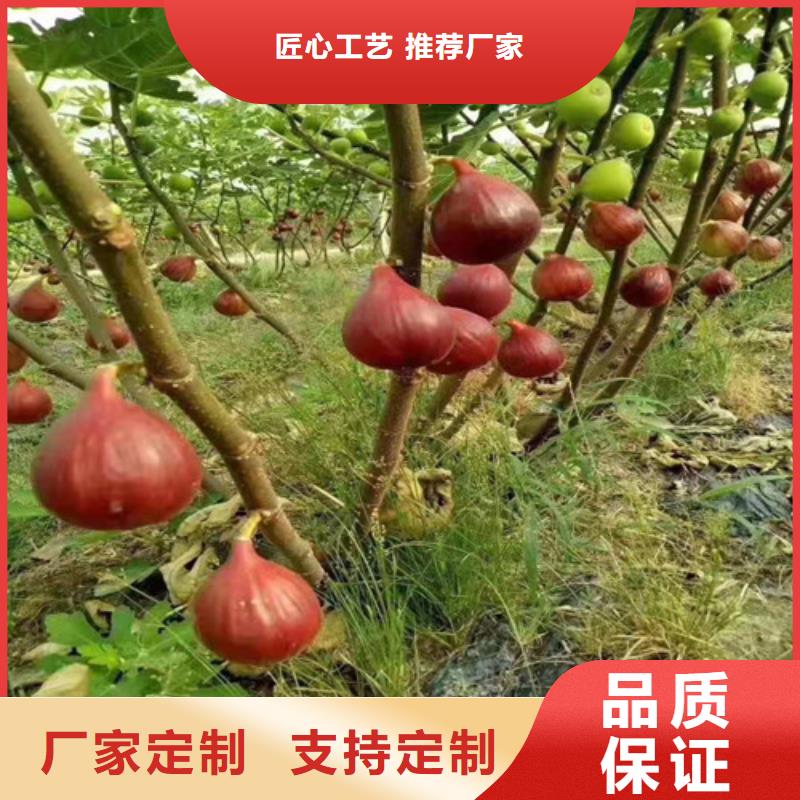 【无花果】大棚草莓苗源厂定制