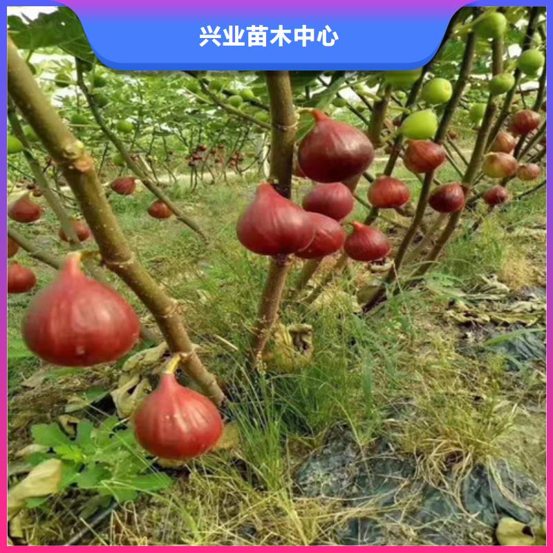 芭劳奈无花果树苗