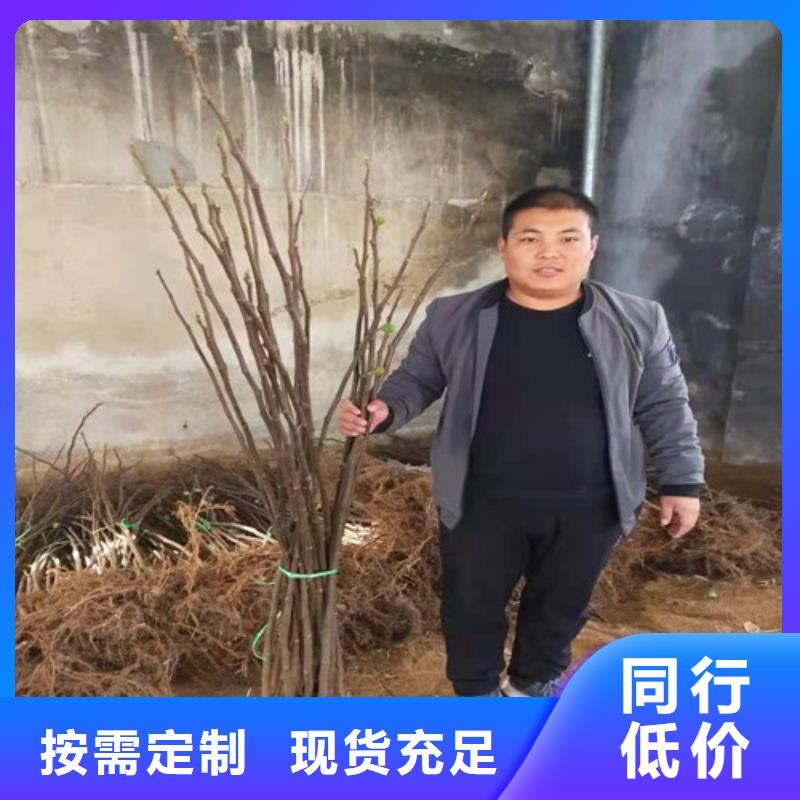 新疆早黄无花果苗