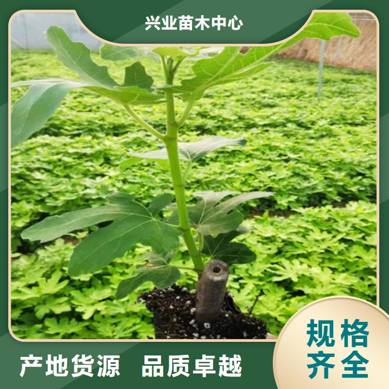 布兰瑞克无花果树种植方法