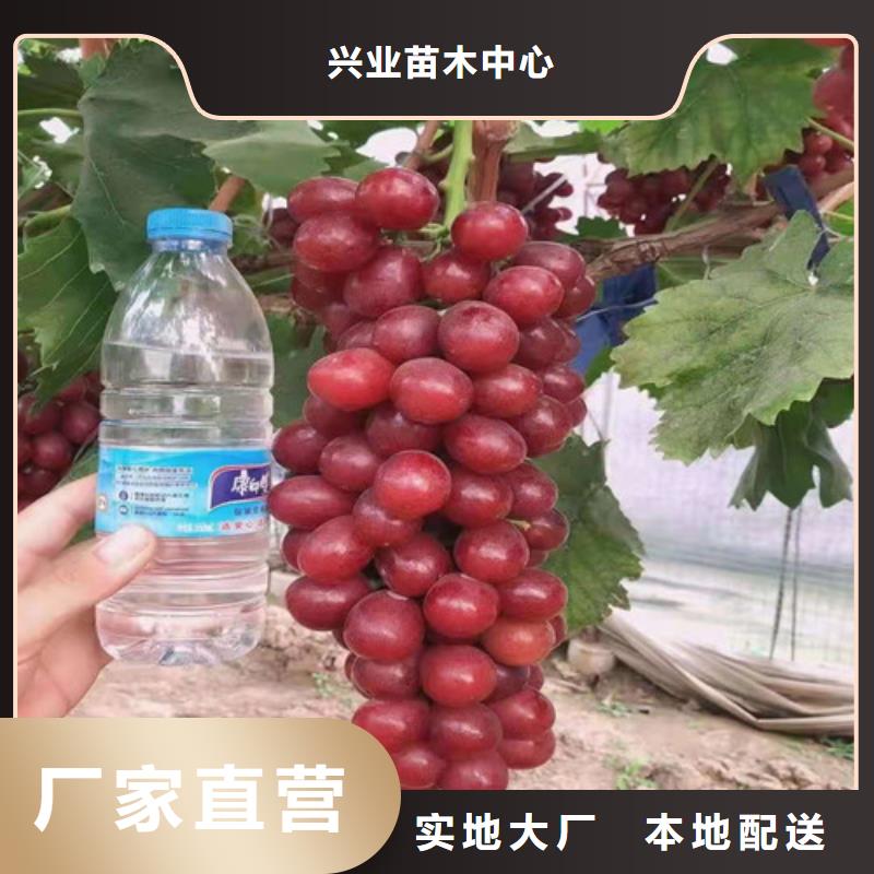 早夏无核葡萄苗