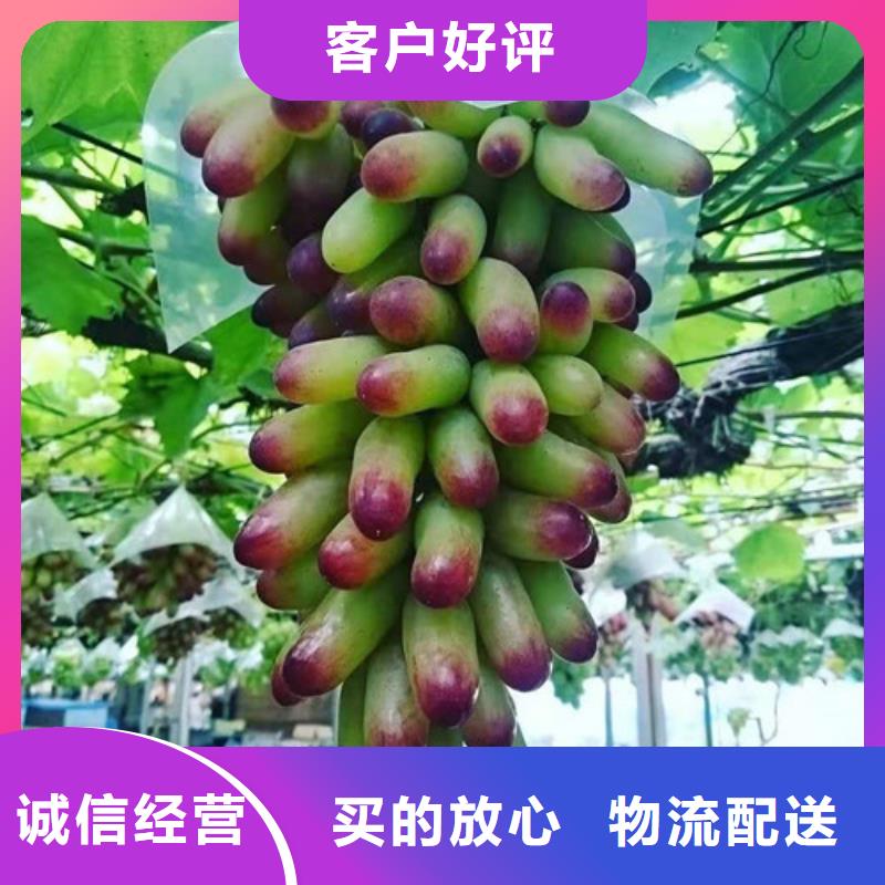 东方指葡萄苗