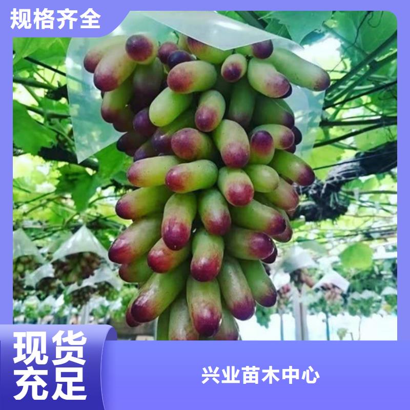 克伦生葡萄树