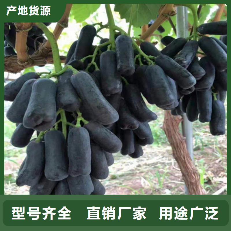 无核白鸡心葡萄树