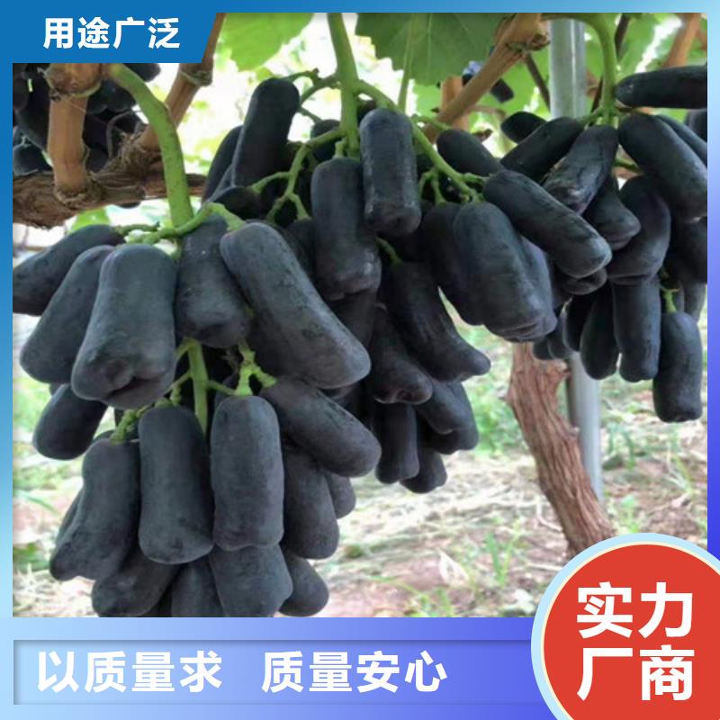 夏黑葡萄树苗