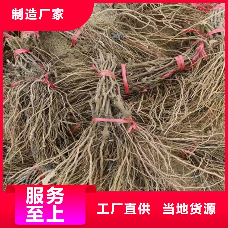 葡萄大棚草莓苗实拍品质保障