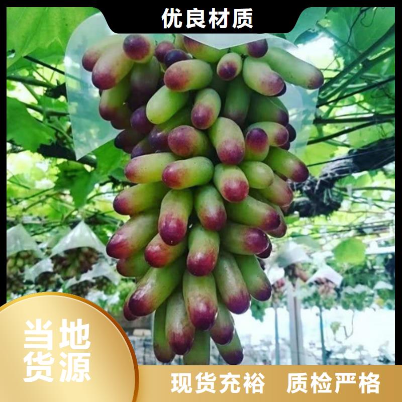 阳光玫瑰葡萄苗