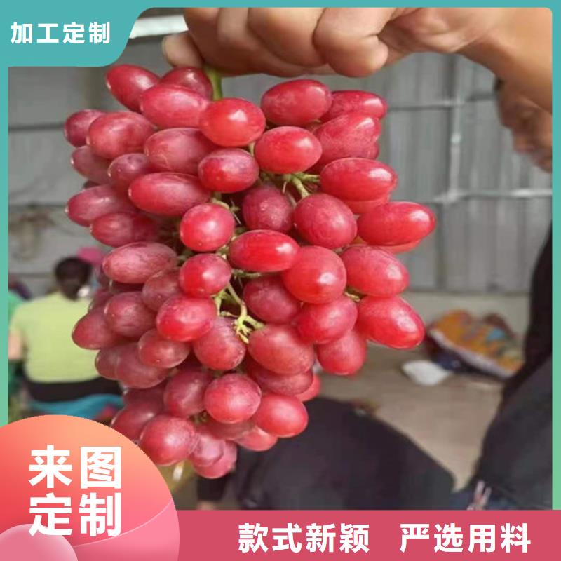 黑色甜菜葡萄苗