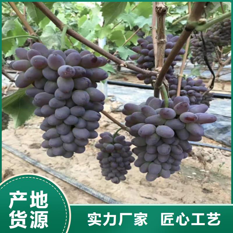 甜蜜蓝宝石葡萄苗