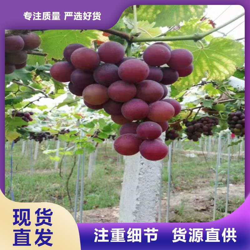 葡萄,【烟福8苹果苗】现货销售