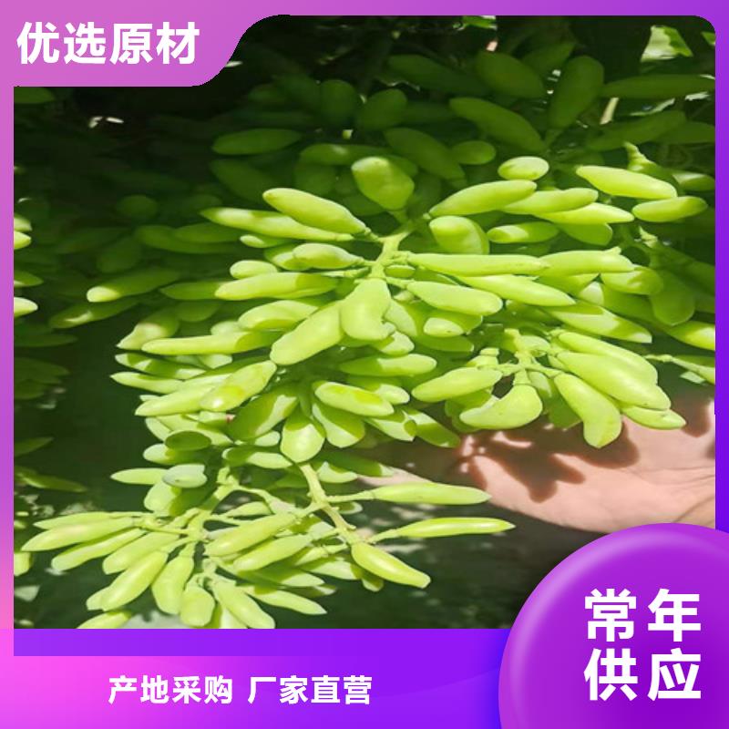 早甜66葡萄树种植时间