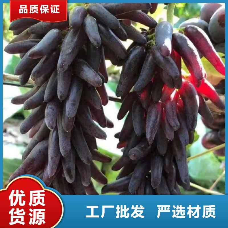 西拉葡萄树苗种植基地