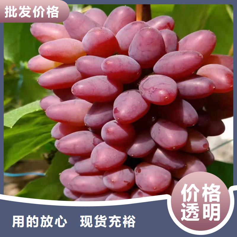 保亭县中国红玫瑰葡萄苗