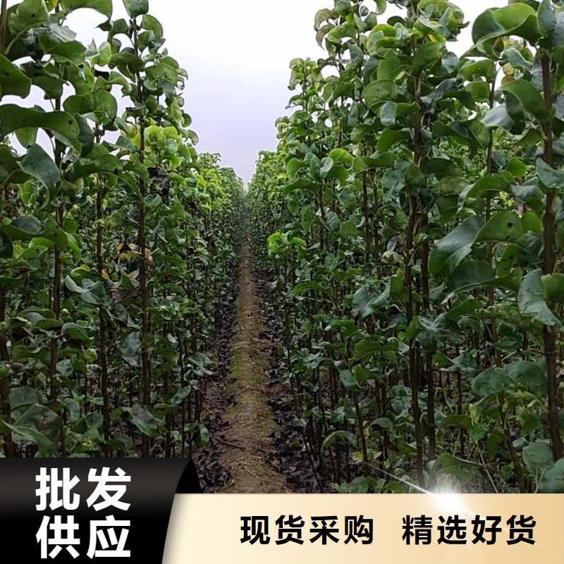 秋月梨种植苗什么价格