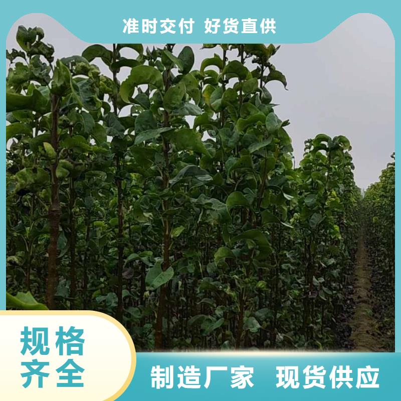 秋月梨种植苗量大从优