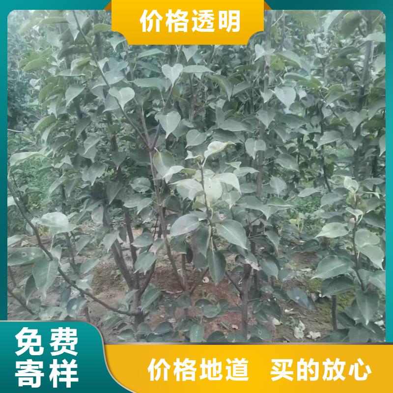 秋月梨树苗种植方法