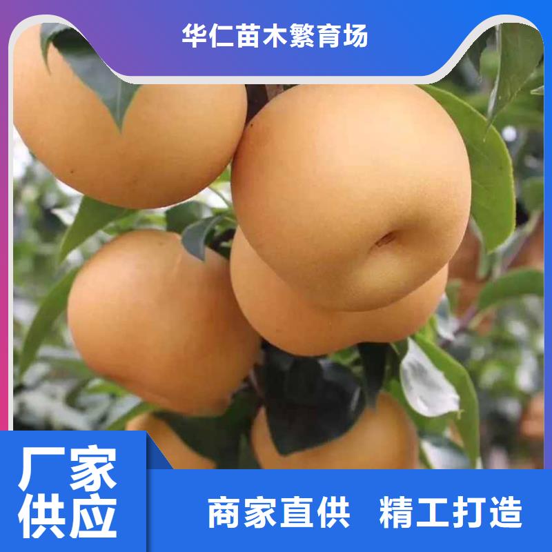 秋月梨苗种植方法