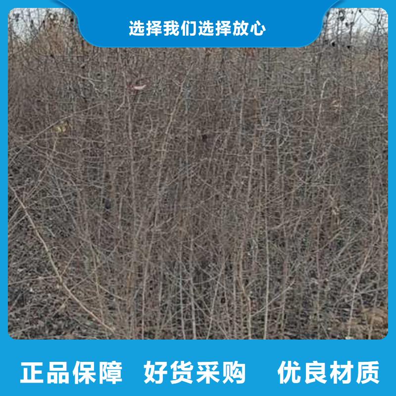 杜梨苗种植时间