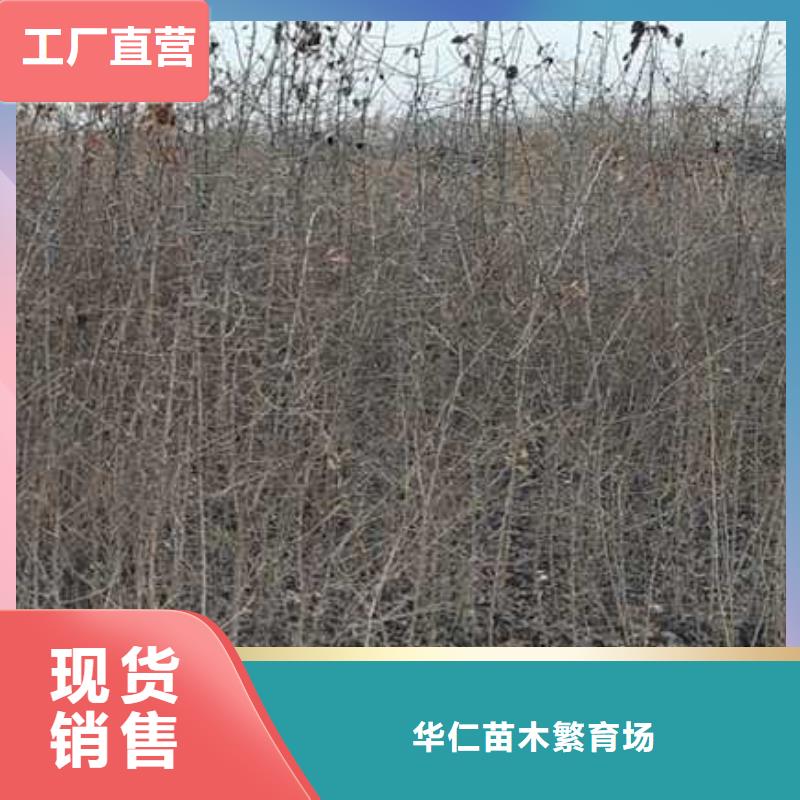 杜梨梨树苗基地厂家技术完善